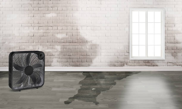 Best Flood damage cleanup  in Pleasant View, UT